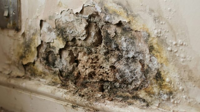 Jangan Asal Pasang, Ini 5 Tanda Dinding Rumah Mulai Keropos Akibat Lembab yang Sering Diabaikan Pemilik